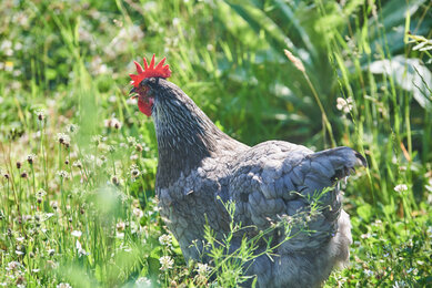 Huhn im Garten des Bio-Bauernhofs Frei-Hof | © SONNENTOR/@nudlholz.at