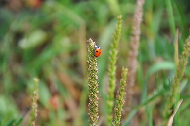 Marienkäfer im Gras | © SONNENTOR