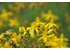 Photo of St. John’s wort flowers.