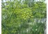 Photo of a blooming fennel plant