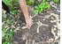 The photo shows how galangal and ginger are harvested.