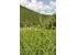 Photo of a oregano field.