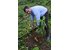 The photo shows a man harvesting a ginger.