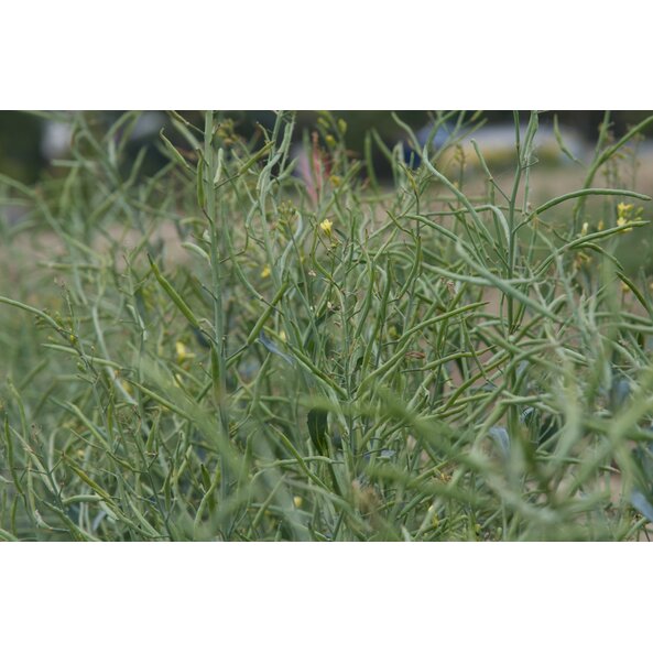 Senf_Pflanze 88_Schmidt Anette.jpg