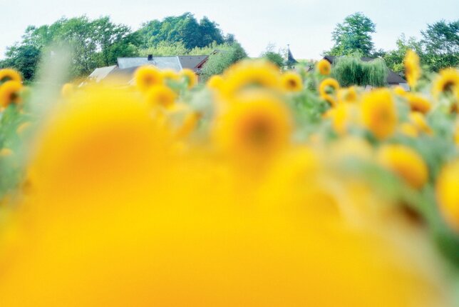 In the photo you can see a field of sunflowers. | © SONNENTOR