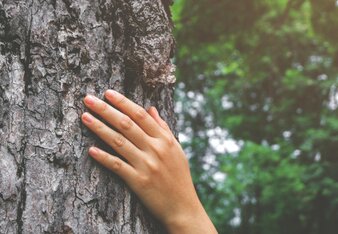 Foto von einem Baum Stamm, auf dem eine Hand liegt. | © SONNENTOR