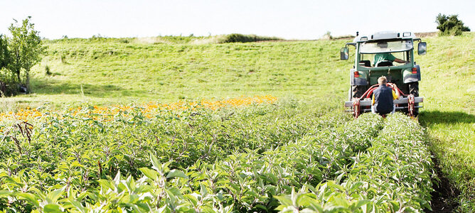 The photo shows a tractor driving across a field. | © SONNENTOR