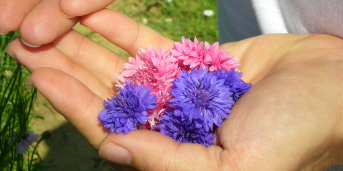 In the photo you can see a handful of cornflowers. | © SONNENTOR