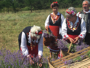 Traditionelle Lavendelernte | © SONNENTOR