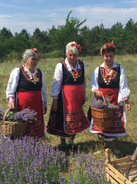 Traditionelle Lavendel Ernte2 | © SONNENTOR