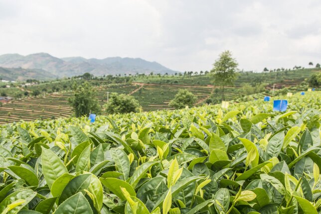 Auf dem Foto sit ein Anbaugebiet der Camellia Sinensis zu sehen. | © SONNENTOR