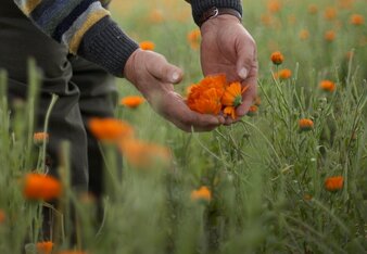 Auf dem Foto sind Ringelblumen zu sehen. Ein Mann hält eine Blüte in den Händen. | © SONNENTOR