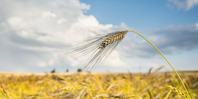 Auf dem Foto ist ein Getreidefeld zu sehen. | © SONNENTOR